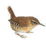 Troglodytes